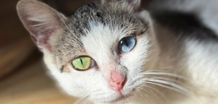 妊娠した体で保護されたオッドアイの子猫