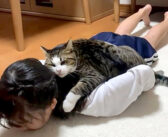 大好きな女の子にスリスリしたくて追いかけ回す猫さん。溢れる気持ちが抑えきれず、猛烈に甘える様子が可愛すぎる♡