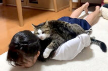 甘える猫