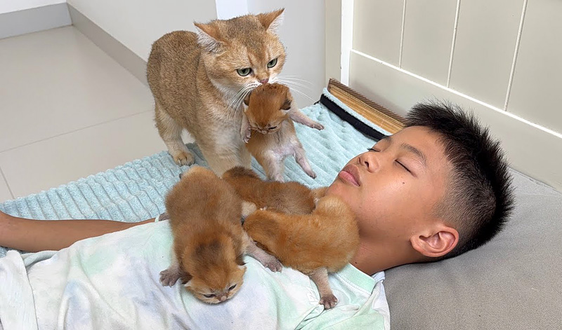 男の子の隣に子猫達を運ぶ母猫