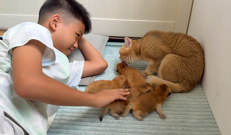 母猫の子育てを手伝う男の子