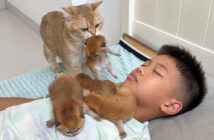 男の子の隣に子猫達を運ぶ母猫