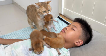 男の子の隣に子猫達を運ぶ母猫