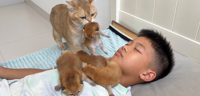 男の子の隣に子猫達を運ぶ母猫