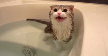「お湯が足りなーい！」と要求してきた猫さん。湯船を満たしてあげると満足したようで、とっても可愛い反応が ( *´艸｀)
