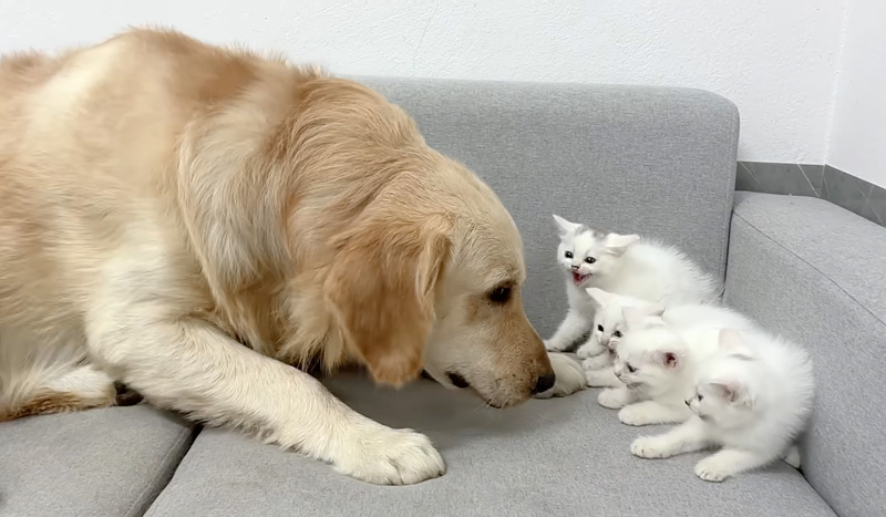 巨大なレトリバーに怯える子猫達