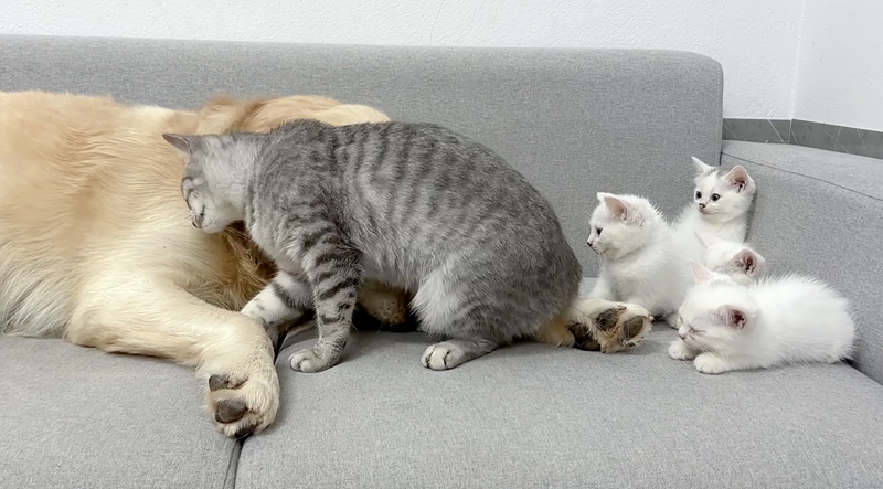 レトリバーが安全な存在だと子猫達に教える母猫