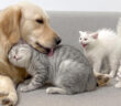 レトリバーが安全な存在だと子猫達に教える母猫