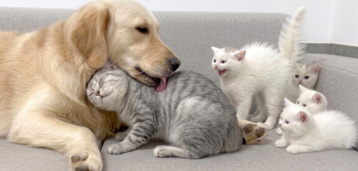 レトリバーが安全な存在だと子猫達に教える母猫