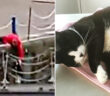 川に落ちた猫