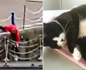 別の猫に追われて、川に落ちてしまった猫。1人の男性が全力で駆けつけ、ずぶ濡れの猫を救出する！