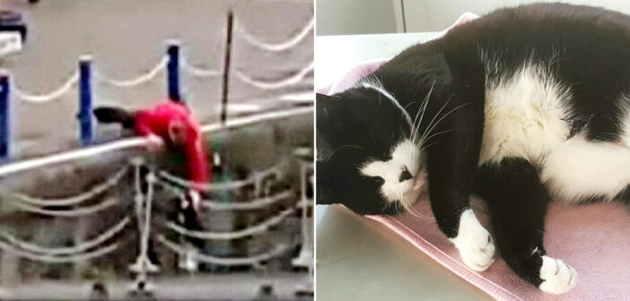別の猫に追われて、川に落ちてしまった猫。1人の男性が全力で駆けつけ、ずぶ濡れの猫を救出する！