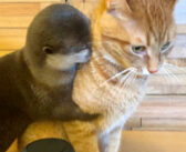 留守番中のカワウソさんと猫さんを隠し撮りしてみると… 次々と愛らしい光景が目に飛び込んできた ( *´艸｀)♡