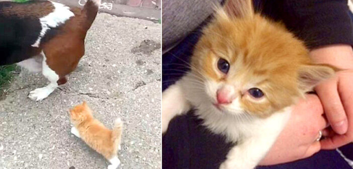 散歩子猫