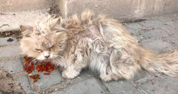 他の猫にいじめられ、非常に臆病になっていた野良猫。人間の愛情に心を開くと、寄り添いながらたくさんの感謝を伝える 保護された野良猫