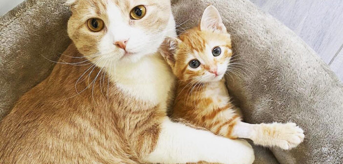 仲良しな猫達