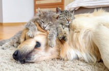 ゴールデンレトリバーを世界一の枕だと思っている子猫達