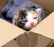茂みの中から保護された子猫