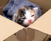 茂みの中で必死に鳴いていた赤ちゃん猫。家の中に連れて行ってあげると少し安心したようで、愛らしい姿を見せてくれた