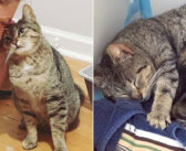 出産場所を探して、コッソリと家の中に侵入していた野良猫。優しい家族のおかげで、子猫達と共に幸せな毎日を歩み始める