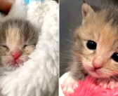 工事現場の近くで空腹に耐えきれず鳴いていた子猫。目も開いていなかった子猫が、幸せそうに成長していく姿に心が温まる
