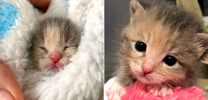 工事現場の近くで空腹に耐えきれず鳴いていた子猫。目も開いていなかった子猫が、幸せそうに成長していく姿に心が温まる
