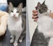 保護された母猫