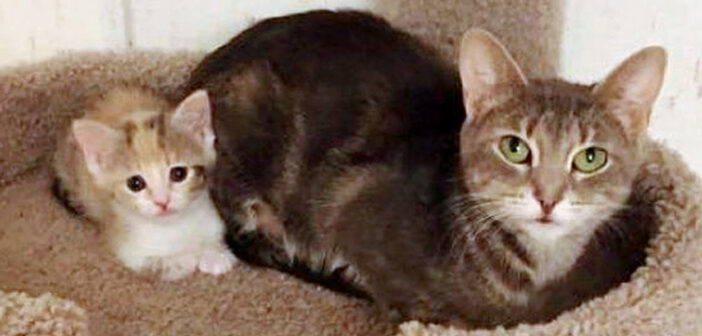 路上から保護された猫の親子
