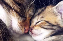 猫の親子