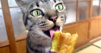 美味し過ぎて止まらない! 完全にサツマイモの魅力に取り憑かれた猫さんの様子がとっても可愛かった ( *´艸`)♡ サツマイモを食べる猫