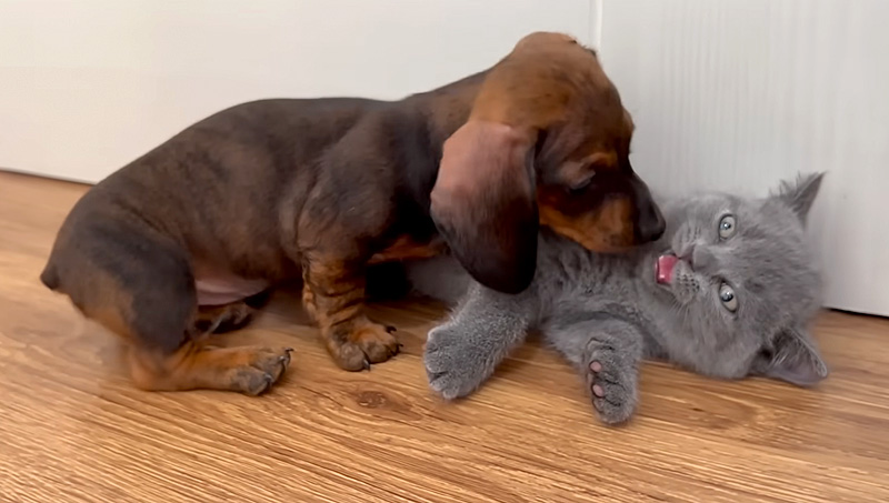 子猫に猛アタックする子犬