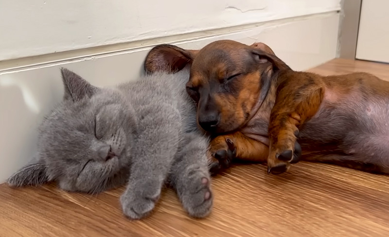 寄り添いながら眠る子犬と子猫