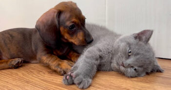 「友達になってもいいですか?」と子猫に猛アタックする子犬。最初は抵抗していた子猫も次第に興味が湧いてきたようで♡ 子猫に猛アタックする子犬
