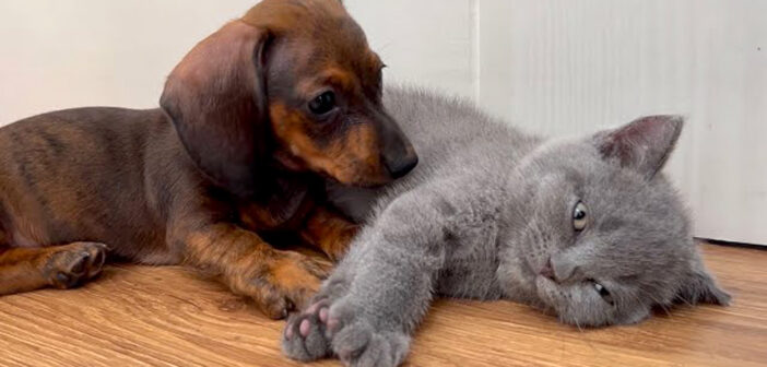 「友達になってもいいですか?」と子猫に猛アタックする子犬。最初は抵抗していた子猫も次第に興味が湧いてきたようで♡