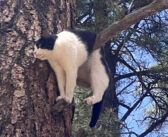 大きな木に駆け登って動けなくなってしまった猫さん。木に引っかかっていたところを消防士さん達に助けてもらう!