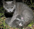 夜の庭で出産していた野良猫