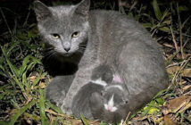 夜の庭で出産していた野良猫