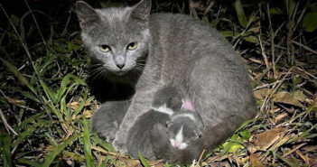 夜の庭で出産していた野良猫