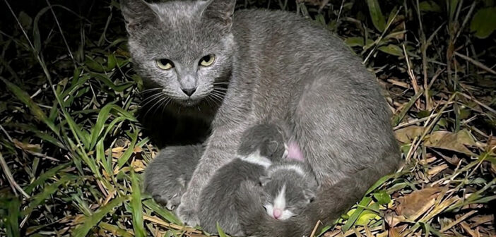 夜の庭で出産していた野良猫