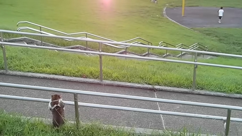 夕暮れのお座り猫