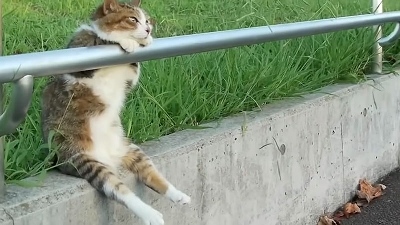 夕日を見ながら座る猫