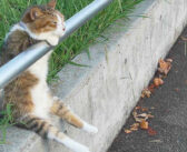 夕暮れのお座り猫さん。手すりに前足を掛けながらウトウトまどろむ姿が可愛くて、思わず幸せな気持ちになってしまう♡