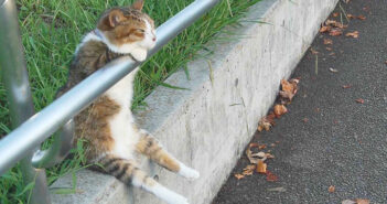 夕暮れのお座り猫