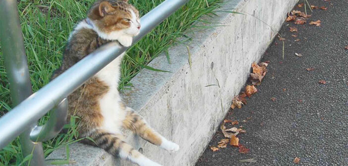 夕暮れのお座り猫